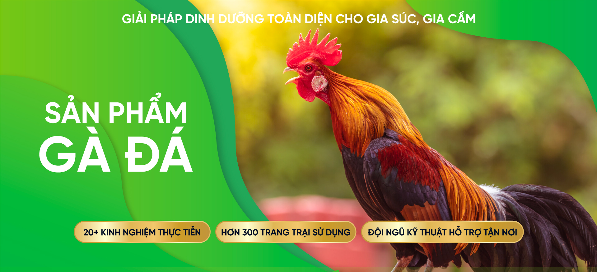 GÀ ĐÁ